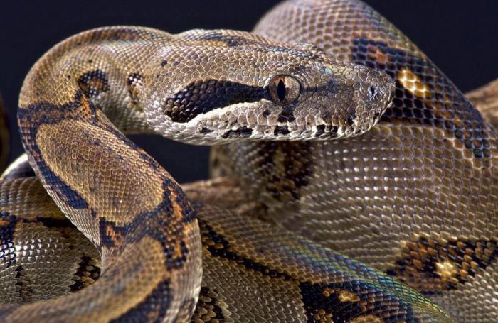 python vs boa constrictor